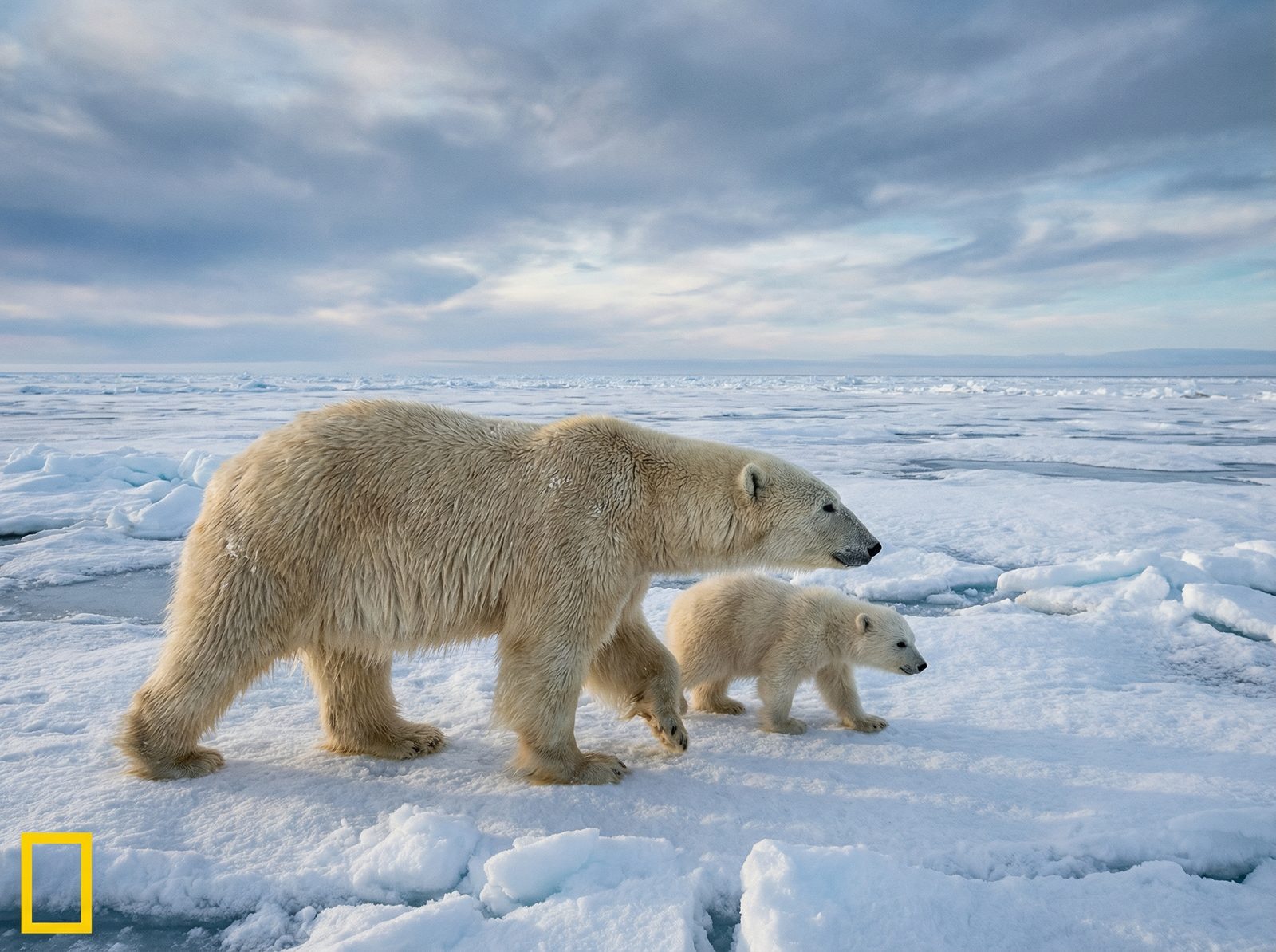 看片北极熊视频社区