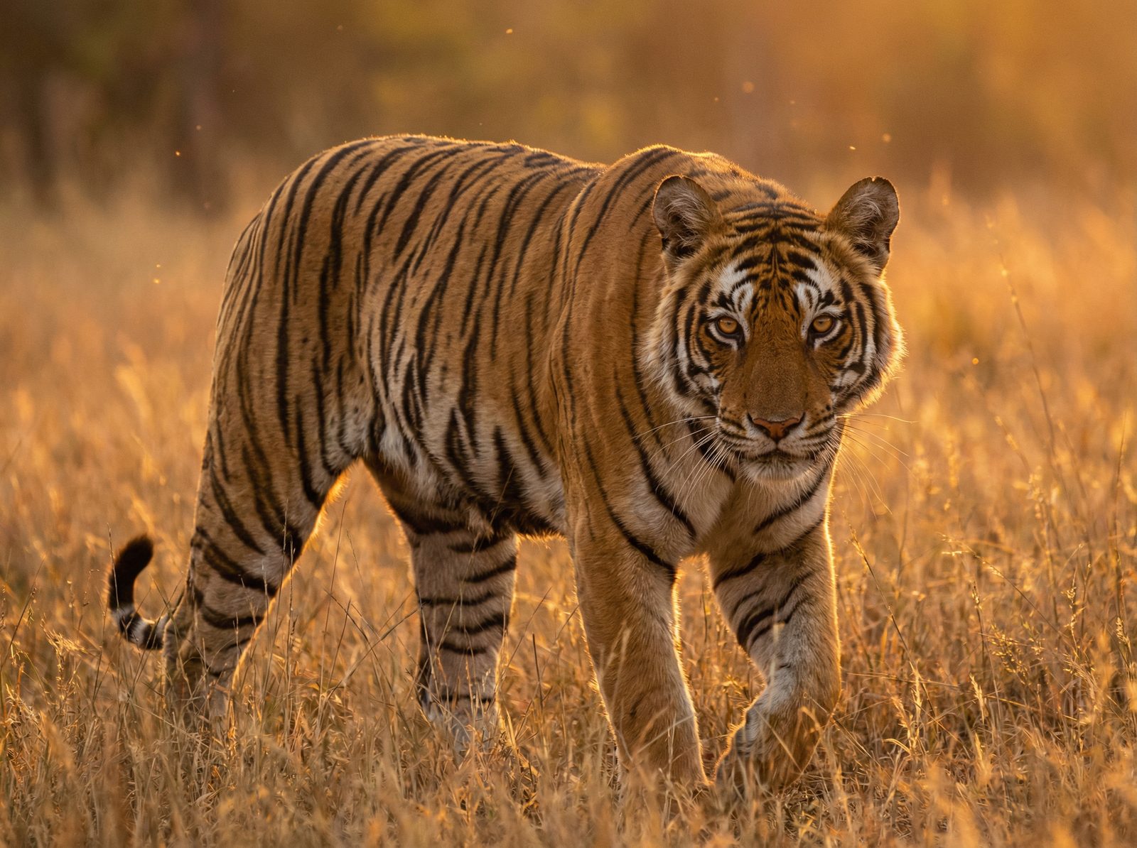 看片老虎视频社区